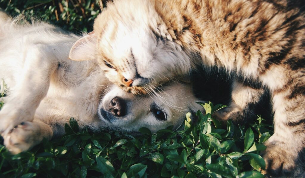 Strategie di gestione e prevenzione delle allergie nei cani e nei gatti.