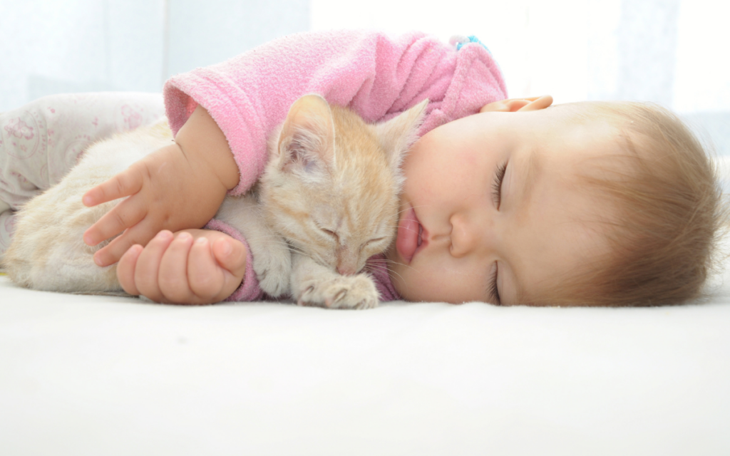 Bambina e gattino cucciolo dormono assieme