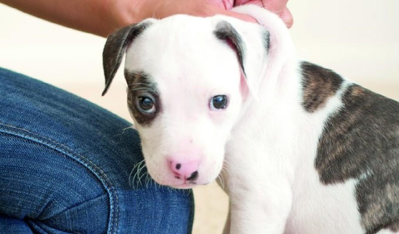 L'angolo di casa che si trasforma in toilette per gli animal