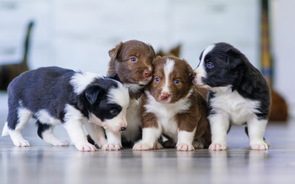 Cuccioli che familiarizzano con il pavimento di casa