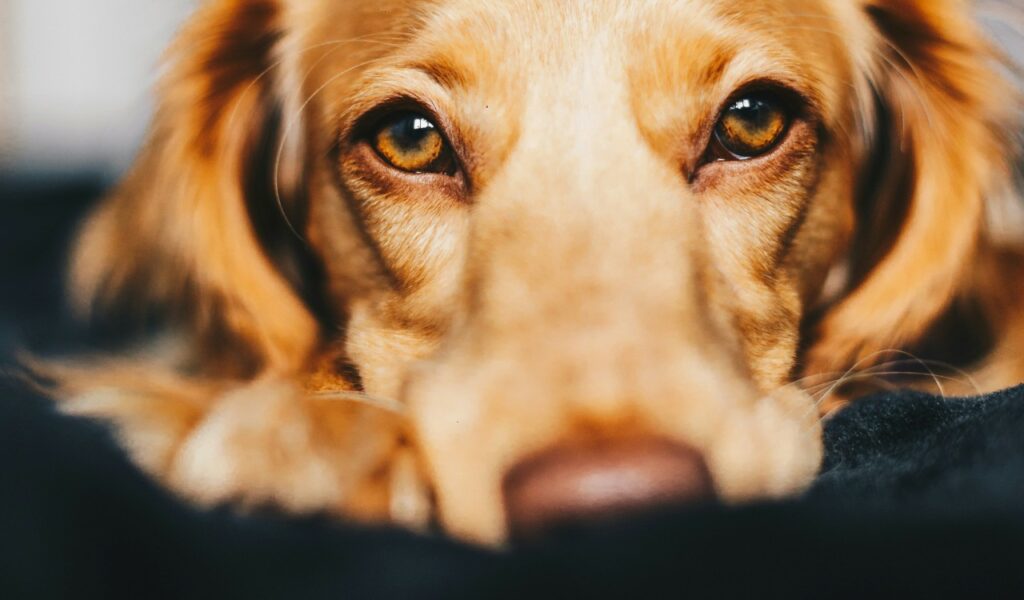 Paralisi laringea nel cane: come affrontarla