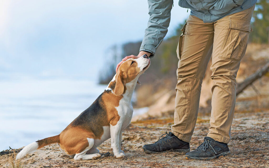 Gestire cani pieni di vitalità