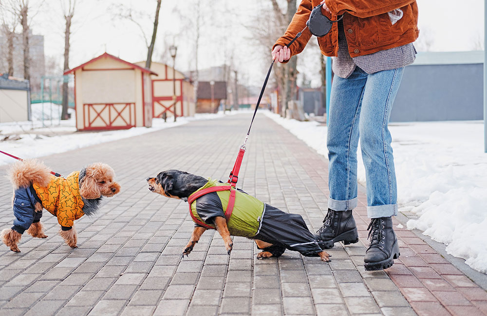 Gestire cani pieni di vitalità