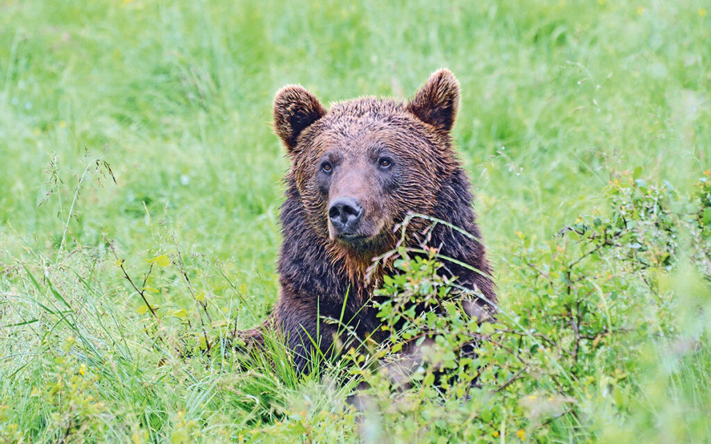 un orso che adora sdraiarsi in libertà
nell’erba fresca del prato nel Santuario rumeno.