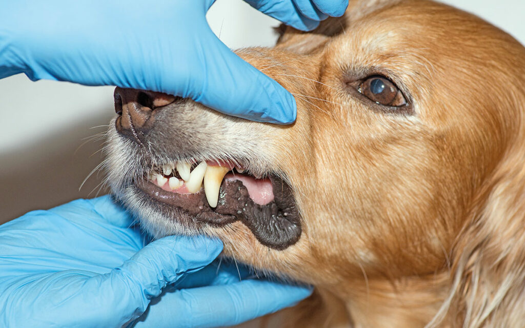 La salute della bocca del cane e del gatto