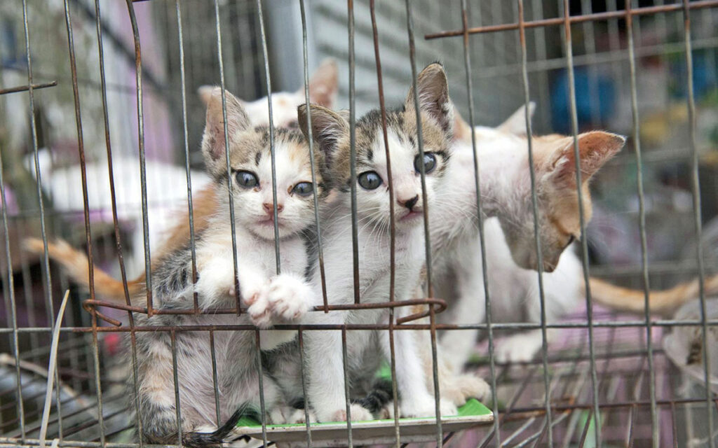 Vietnam, chiuso un macello di gatti