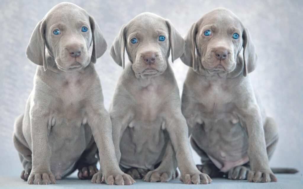 Weimaraner