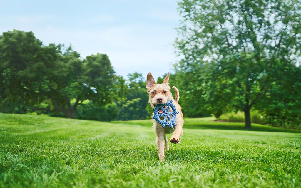 Cani e gatti, una vita felice parte dal peso-forma