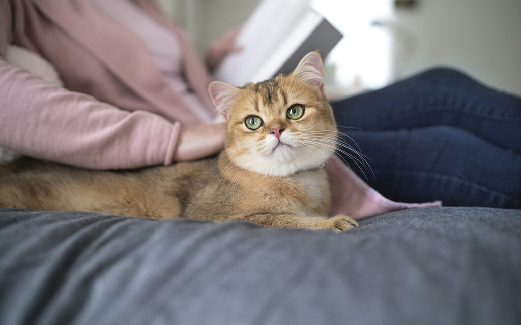 Cani e gatti, una vita felice parte dal peso-forma