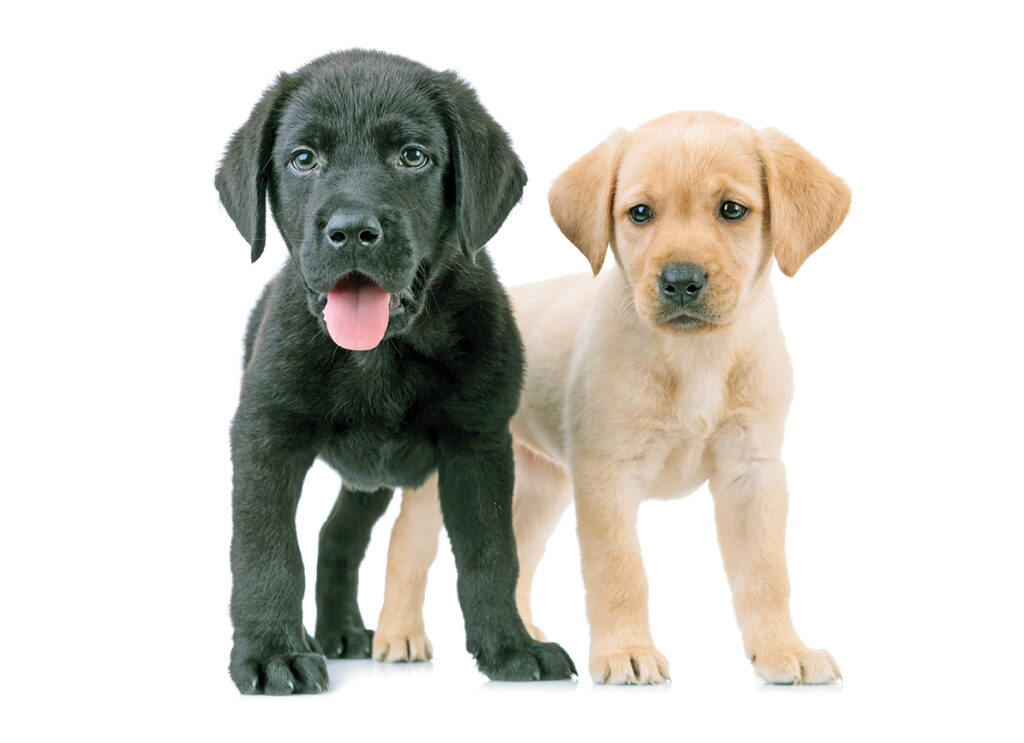 Due deliziosi cuccioli di Labrador Retriever, il primo nero, l'altro giallo