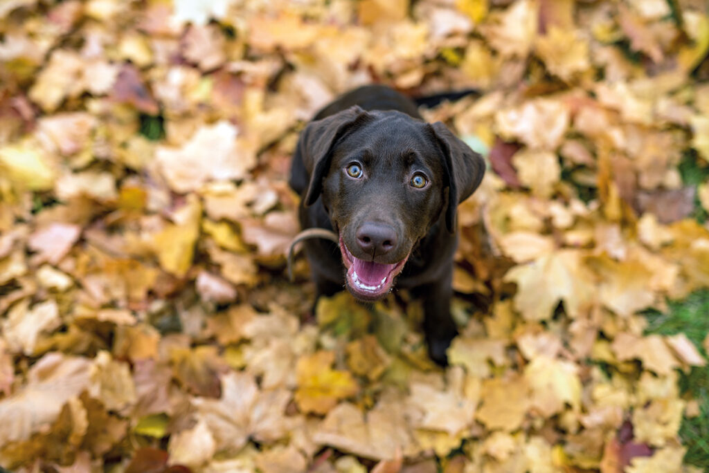 Un cucciolo di Labrador Retriever color fegato-cioccolato in mezzo a un letto di foglie cadute
