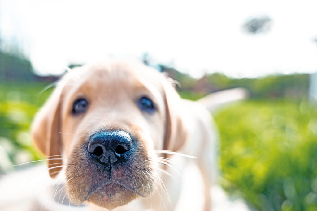 Un dolce cucciolo di Labrador Retriever su un prato erboso 