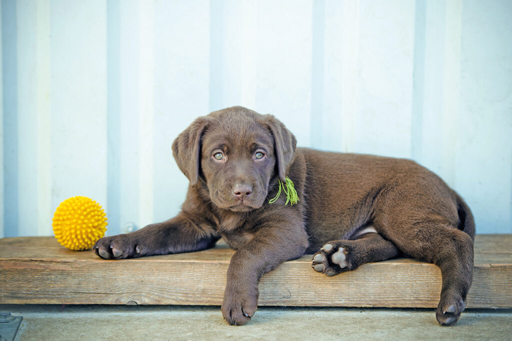 il Labrador Retriever è un cane d'oro