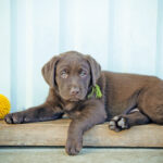 il Labrador Retriever è un cane d'oro