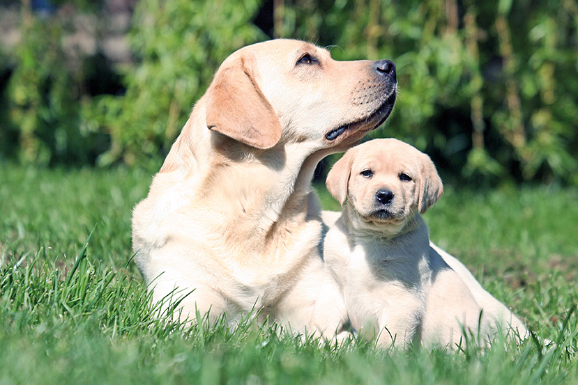 Mamma e cucciolo di Labrador Retriever