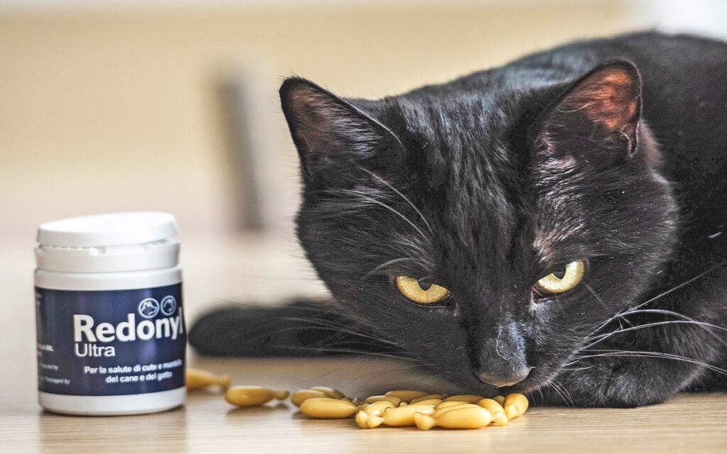 La ricerca scientifica indica i trattamenti più adeguati per i gatti allergici