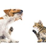 L'allergia è una delle cause del prurito nei cani e nei gatti