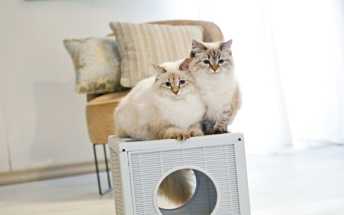 Cuccia Per Gatti In Feltro DownyPaws - Doppio Foro, 58x33x30 Cm, Color Crema - Foto 11