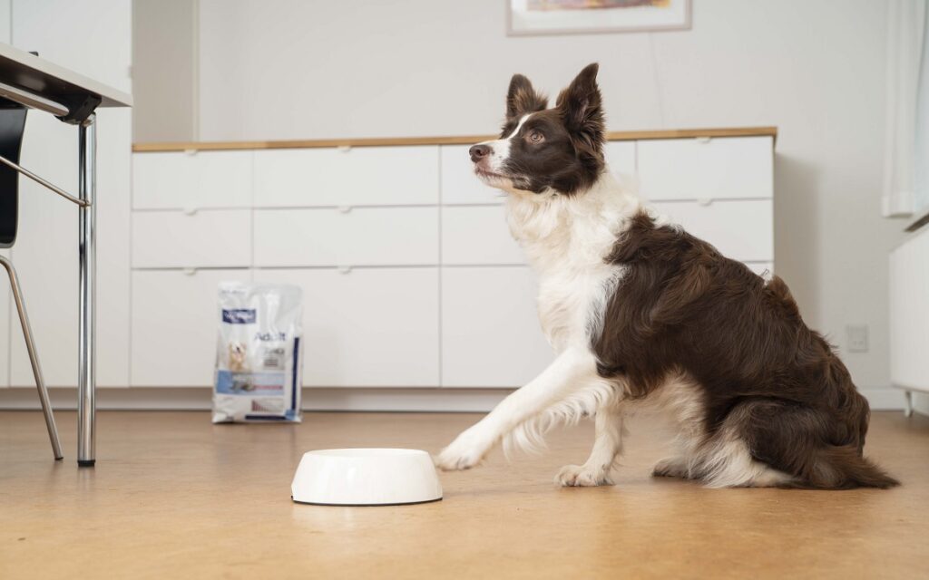 Quando un cane subisce la sterilizzazione è fondamentale osservare i cambiamenti del suo metabolismo e adeguare l'alimentazione