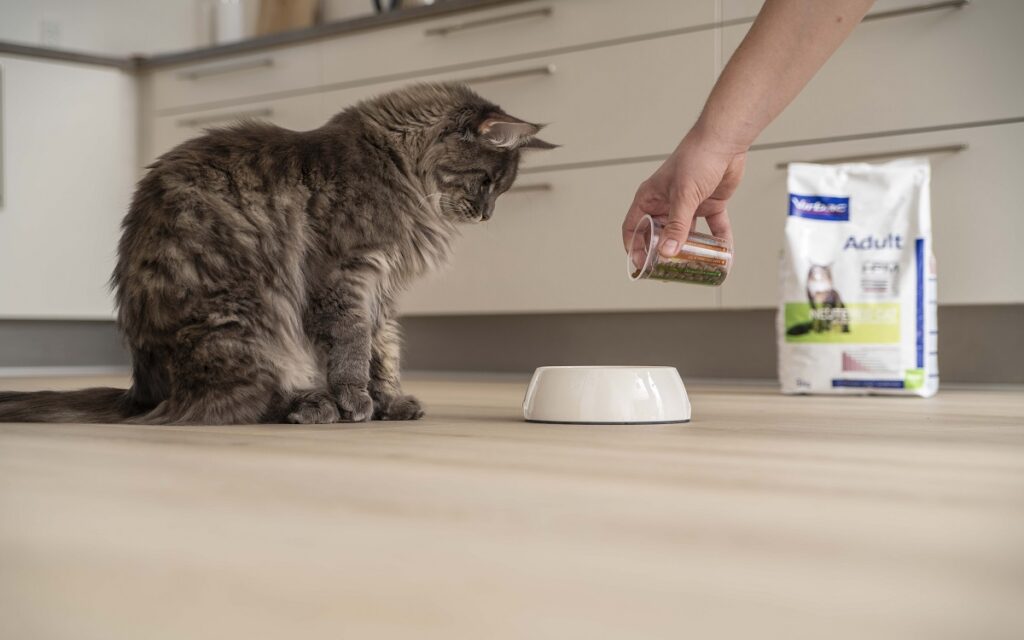 Quando il tuo gatto ha fame proponigli sempre gli alimenti giusti per una dieta sana ed equilibrata