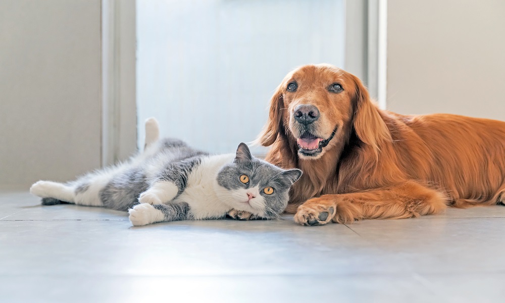 Dopo la sterilizzazione bisogna stare attenti alla dieta dei nostri cani e gatti