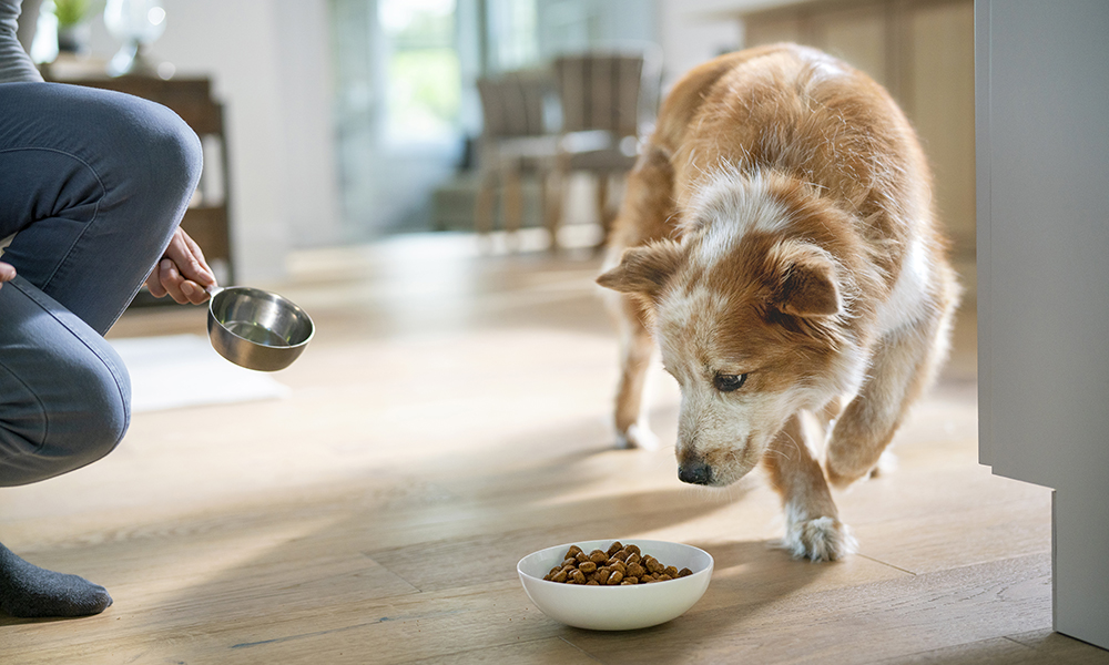 Cani e gatti, una vita felice parte dal peso-forma