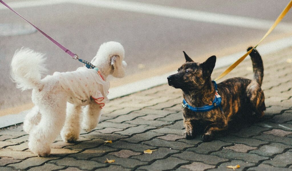 Cane a passeggio in città: cani che socializzano