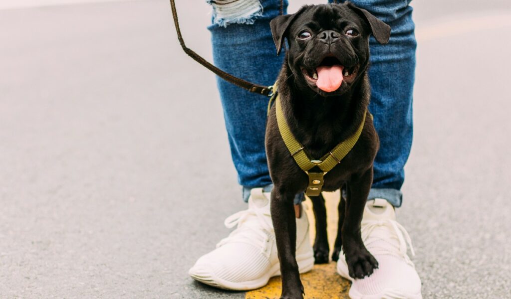 Cane al guinzaglio in città: è importante che sia ben educato