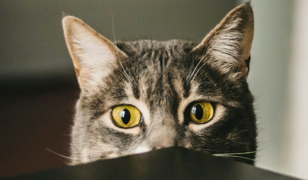 Come avvicinarsi ad un gatto spaventato: bisogna pensare come un gatto