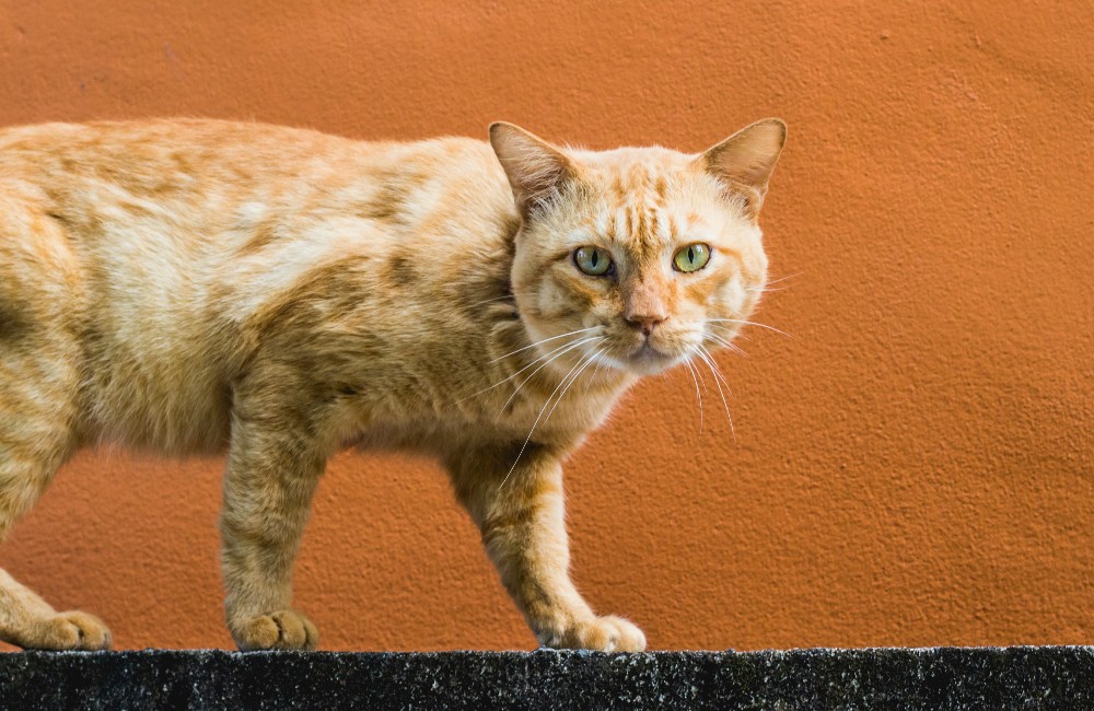 Come avvicinarsi ad un gatto spaventato