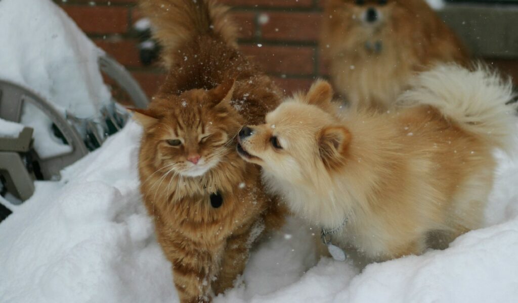 Freddo e pet: cane e gatto sotto la neve