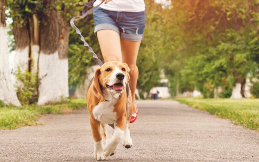 Passeggiare col cane ci rende felici