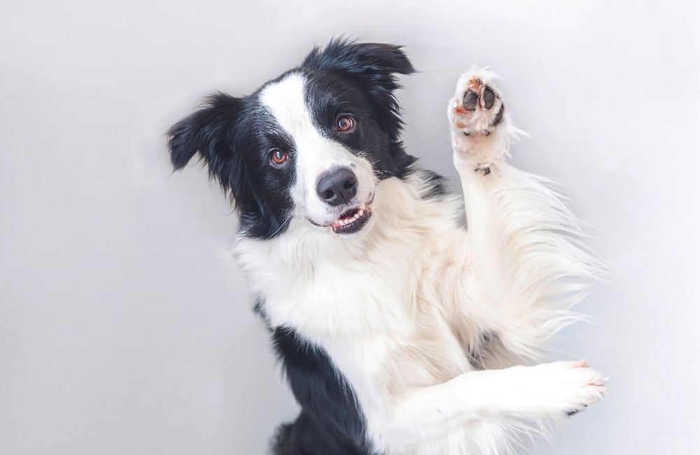 Border Collie