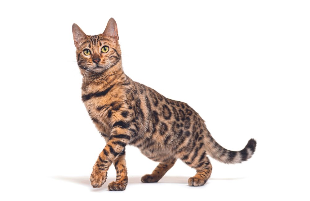 Bengal, il gatto protagonista