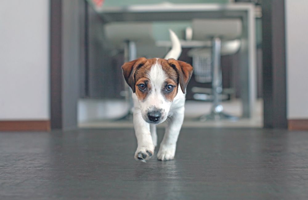 Una casa sicura per il cucciolo