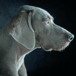 Weimaraner