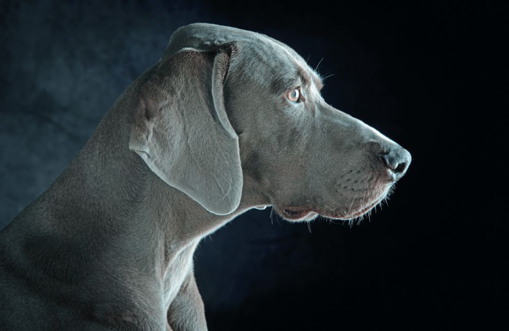 Weimaraner