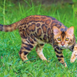 Bengal