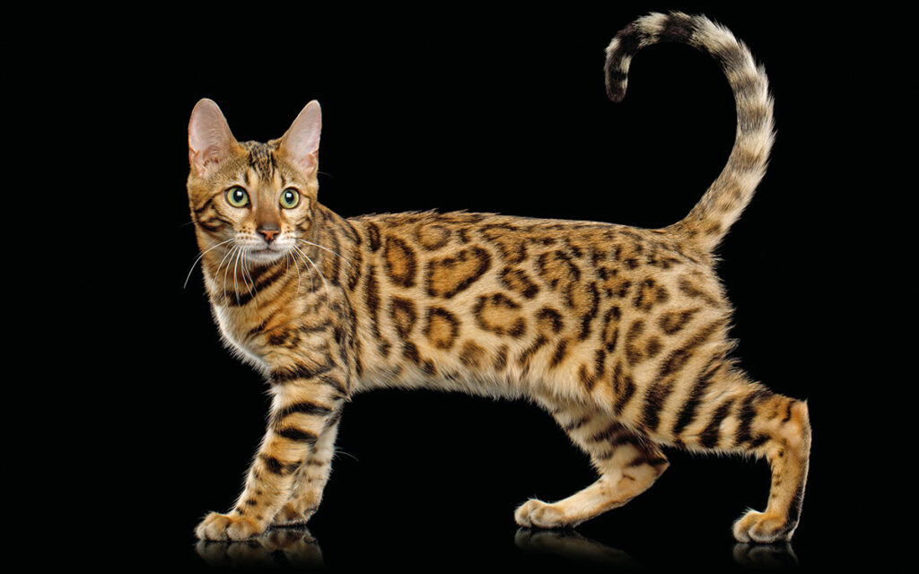 Bengal