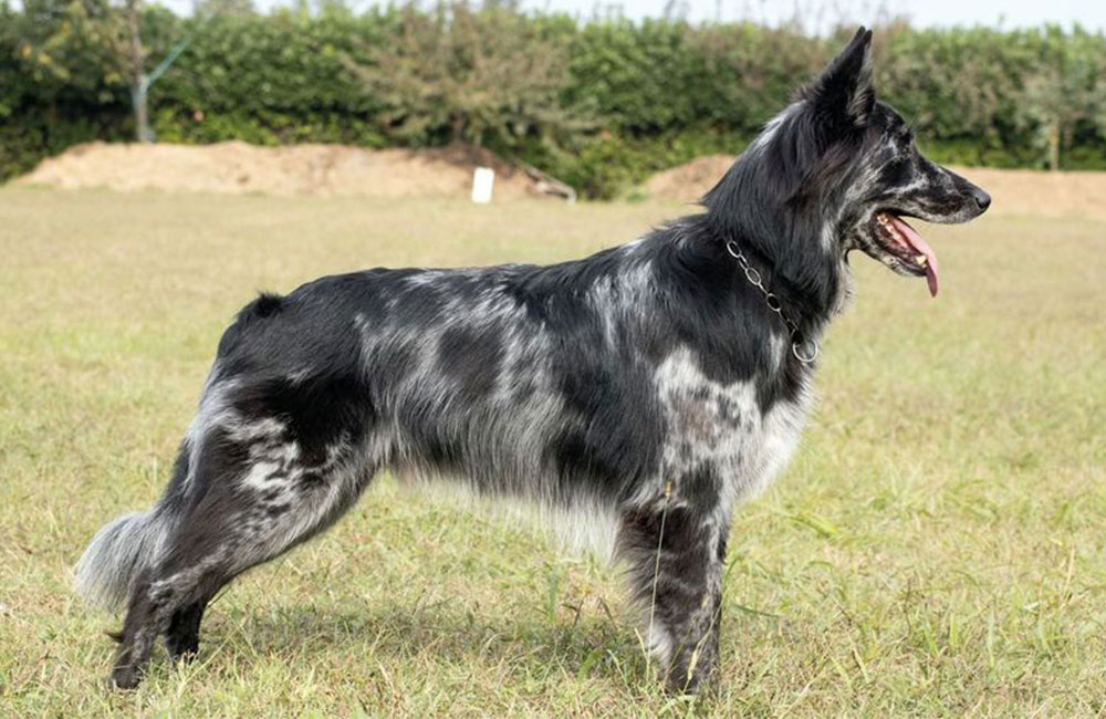 Cane da Pastore delle Alpi Apuane