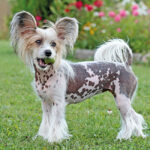 Chinese Crested Dog