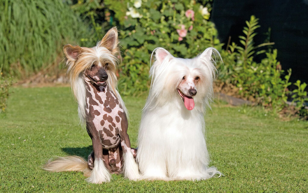 Chinese Crested Dog