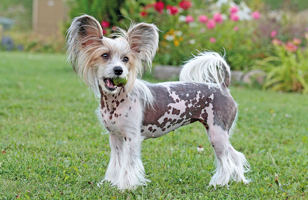 Chinese Crested Dog