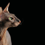 Peterbald