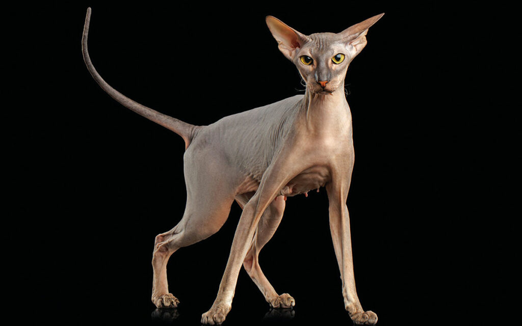 Peterbald