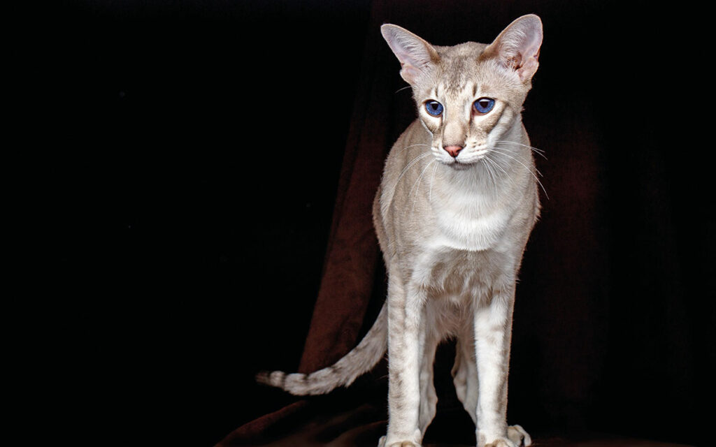 Peterbald: “Umani, che passione!”