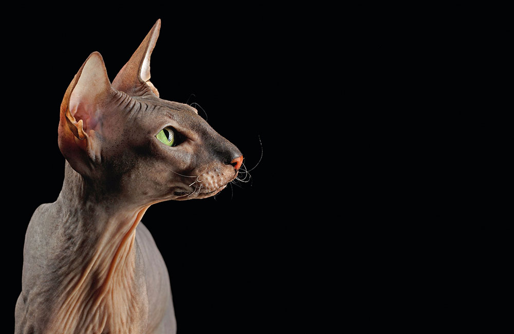 Peterbald