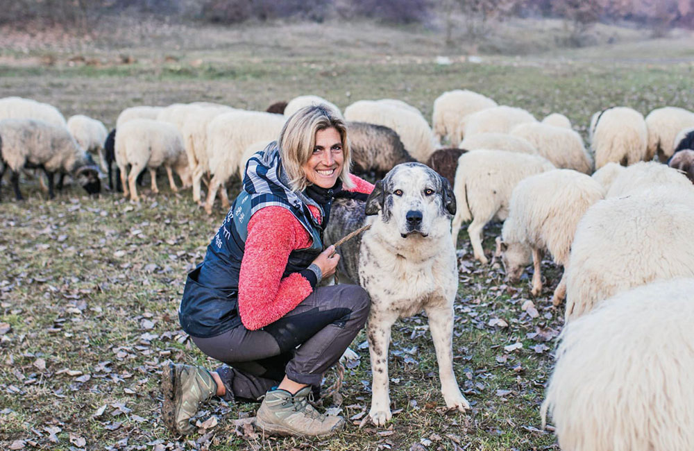 Sheepdog, cura del bestiame