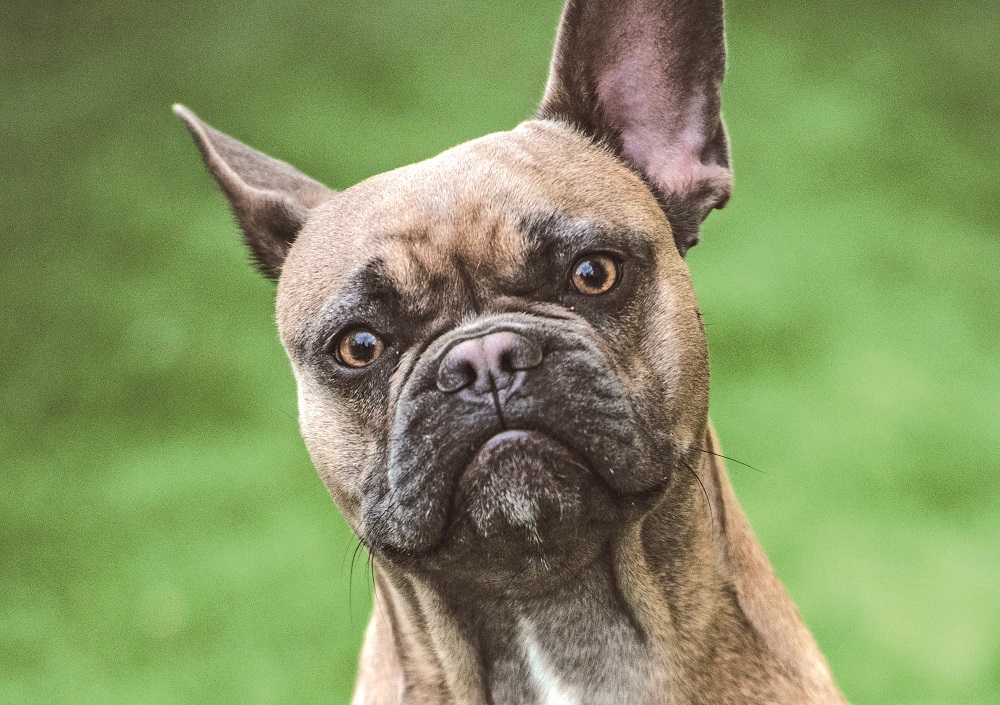 Gli occhi di cani e gatti sono una parte delicata e da controllare per evitare problemi