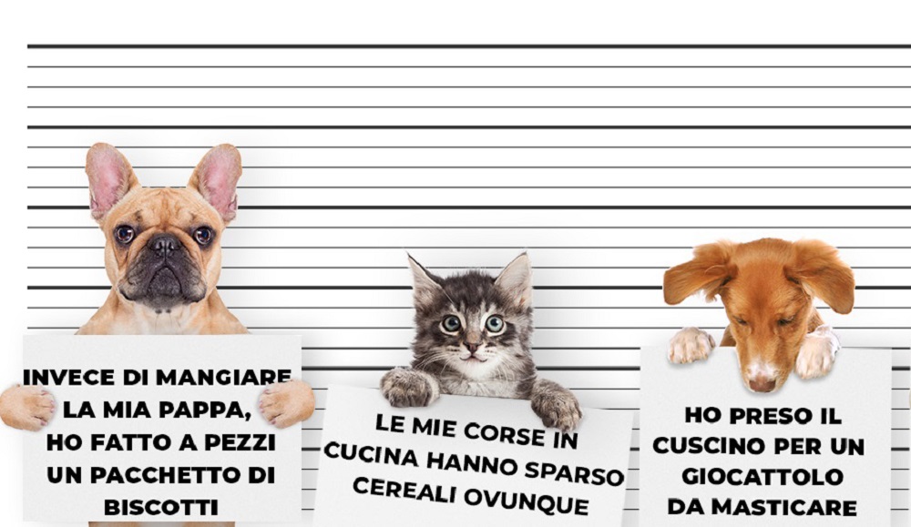 Gli animali a casa possono mettere disordine e sporcare: è bene tenere tutto pulito e a posto